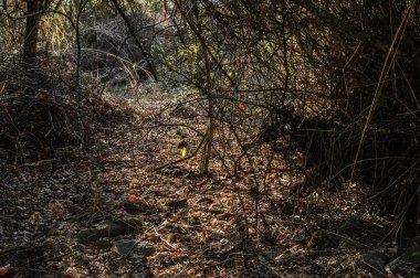 yerde portakal yaprağı