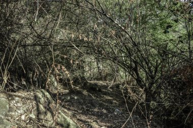 yolu ormandaki bir kemer şeklinde