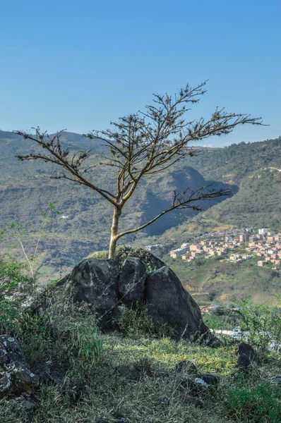 Árvore Seca Prado — Fotografia de Stock