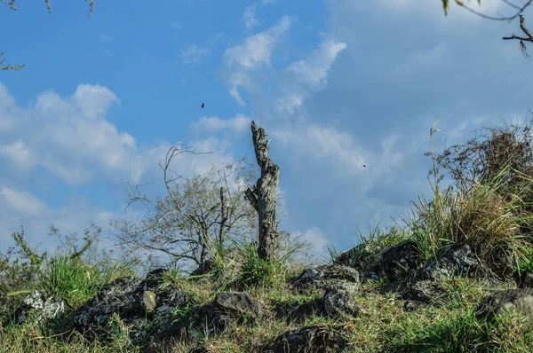 Pohon Kering Padang Rumput — Stok Foto