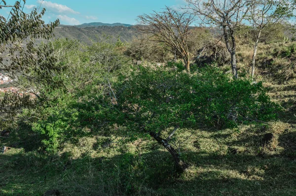 çayırda taze ağaç