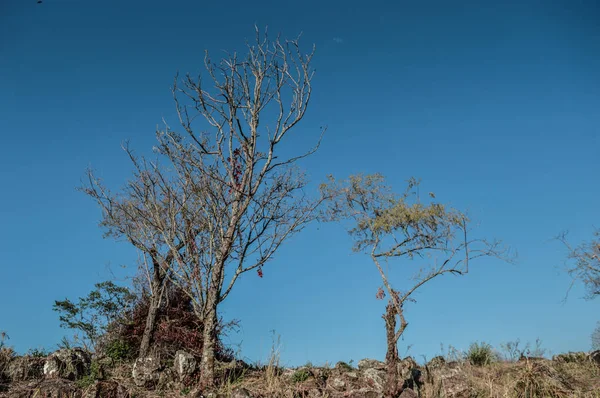 Pohon Dengan Latar Belakang Langit Biru — Stok Foto