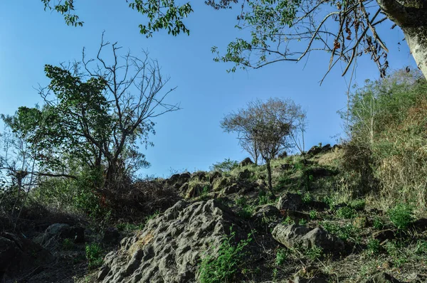 Jalur Hutan — Stok Foto