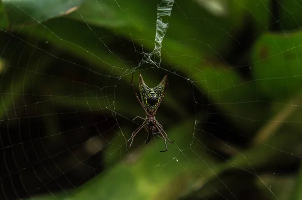 Spider Web Tkania Pająk — Zdjęcie stockowe