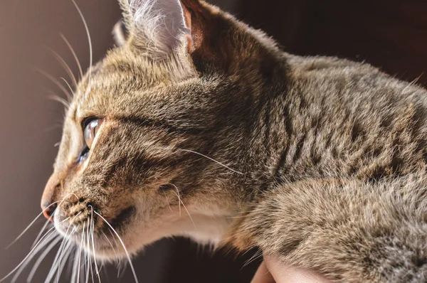 Pencerede bir kedinin yüzü
