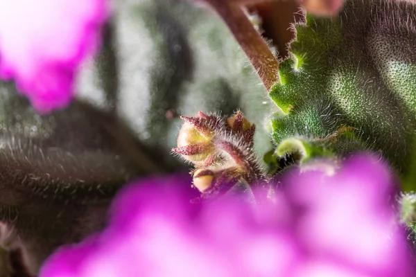 Flowers and violet leaves closeup. Focus with shallow depth of field.