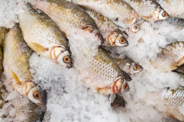 Piyasada dondurulmuş çiğ balık Roach