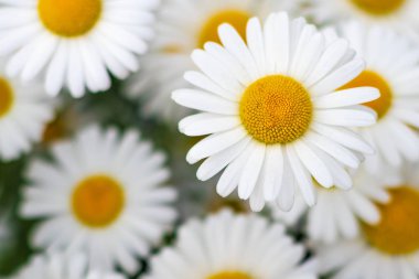 Genç papatya çiçekleri açar, arka plan kapanır, sığ bir tarlaya odaklanır.