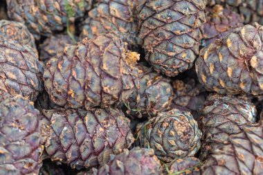 Sibirya sedir kozalakları ve fındıklı yakın plan. Sağlıklı yiyecekler. Üst görünüm arkaplan, seçici odak.