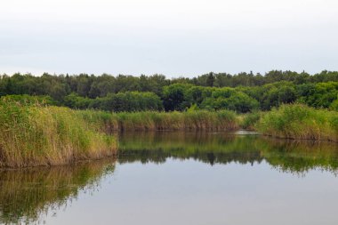 Kıyı göleti yazın bulutlu bir günde sazlıklarla. Sazlıkların, ağaçların ve bulutlu gökyüzünün sularında yansıma.