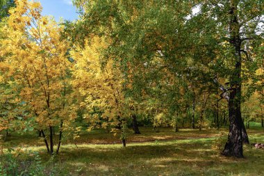Parkta parlak bir sonbahar. Güneşin ışınları ağaçların sararan dallarını delip geçer ve orman yolunu aydınlatır.