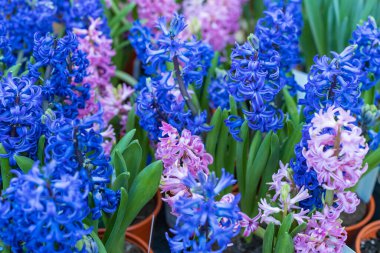 Mağazadaki tezgahta saksıda çeşitli pembe ve mavi çiçekler var. Seçici odak.