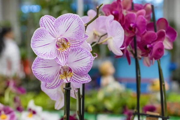 Orquídeas Primer Plano Sobre Fondo Borroso — Foto de Stock