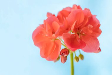 Mavi bulanık arkaplandaki sardunya çiçeği. Sığ alan derinliğine sahip seçici odak.