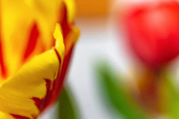 Abstraktní Pozadí Červených Žlutých Okvětních Lístků Tulipánů Detailní Záběr Rozmazané — Stock fotografie