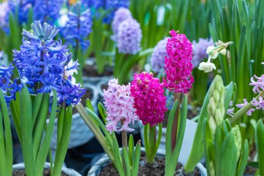 Mağazanın tezgahındaki saksılarda çeşitli çiçekler. Seçici odak.