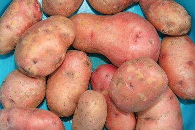 Çiğ patates, mavi tencereli yumru, üst manzara.