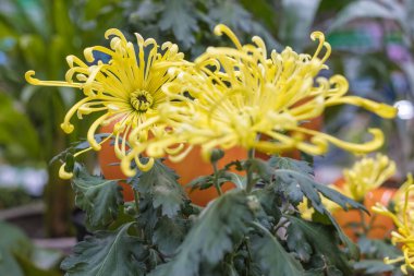 Ev ve bahçe için uzun yapraklı sarı kasımpatılar. Yakın plan, seçici odaklanma. Kasımpatı morifolium türü.