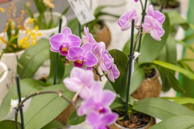 Mağazada saksıda orkideler satılıyor..