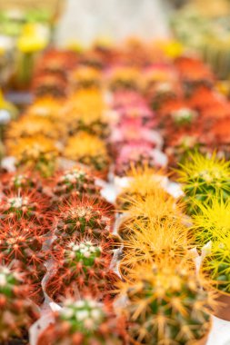 Dükkanda çiçek açan ekinosaktüs, seçici odaklanma. Dikey yerleşim.