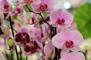 Yumuşak odaklı yakın plan bir mağazada pembe orkideler.