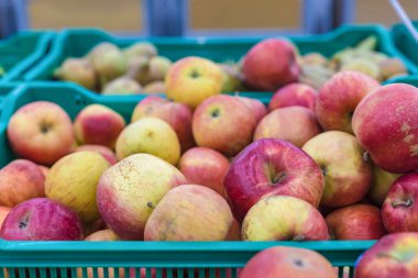 Süpermarkette bir kutuda olgun kırmızı elmalar. Piyasadaki gerçek elmalar..
