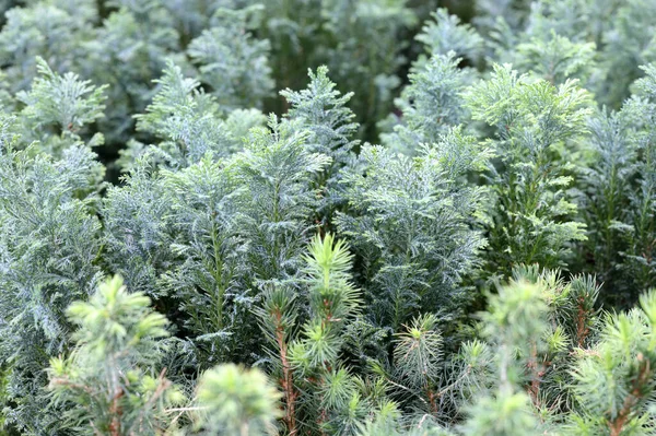 Zaailingen Van Naaldbomen Zijaanzicht Achtergrond — Stockfoto