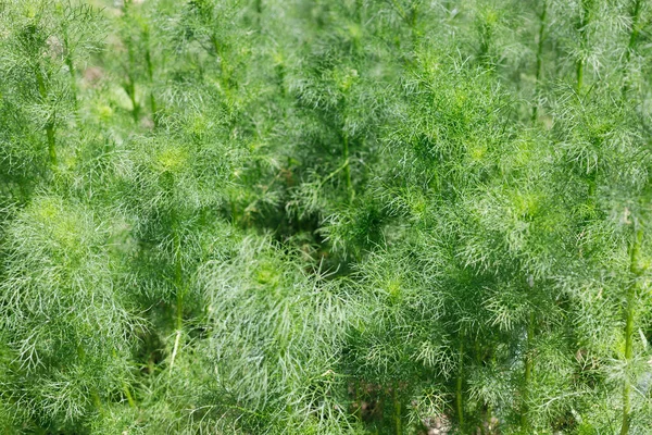 Textuur Van Veel Kamille Bladeren Groene Natuurlijke Achtergrond — Stockfoto