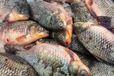 Pazarda taze sazan balığı.