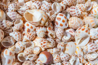 Piyasadaki hatıralar için deniz beyazı desenli lavabolar, seçici bir odak noktası.