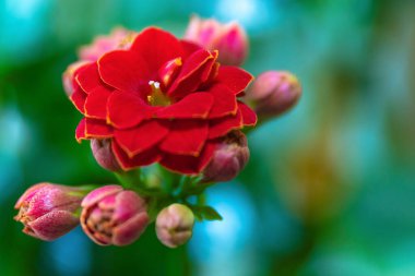 Çiçek açan Kalanchoe çiçeği. Seçici bir odaklanma ile yakın çekim. Kartpostal için çiçek arkaplanı