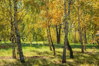 Huş ağacında bir sonbahar ormanında güneş, parlak bir arka plan.