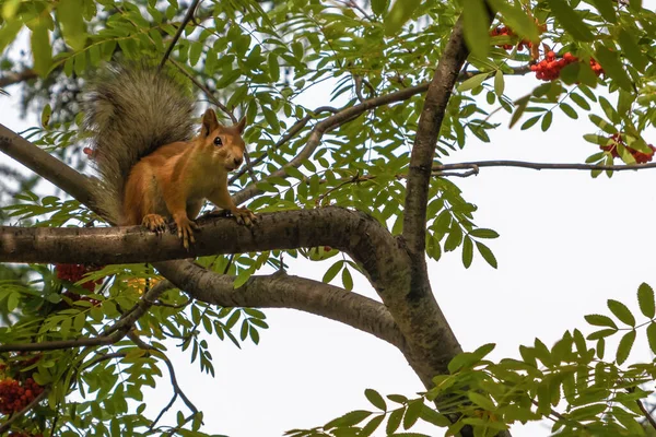 Słodkie Mało Czerwony Wiewiórka Siedzi Rowan Drzewo Gałąź — Zdjęcie stockowe