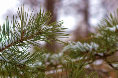 Kış parkındaki karlı çam dallarına yakın plan bulanık arka plan.