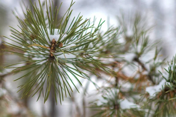 Close Van Besneeuwde Dennentakken Een Winterpark — Stockfoto