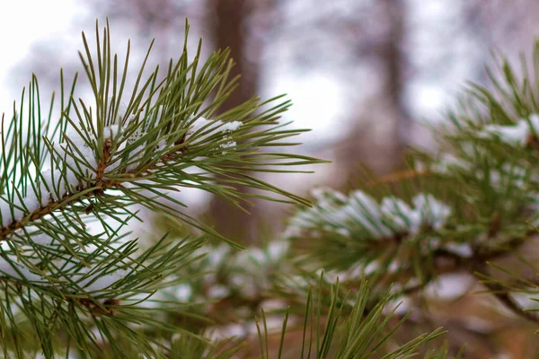 背景がぼやけている冬の公園の雪の松の枝のクローズアップ — ストック写真