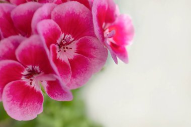 Birkaç sardunya çiçeğine yakın çekim. Kopya alanı ile bulanık arkaplan. Beyaz kenarlıklı pembe renk.