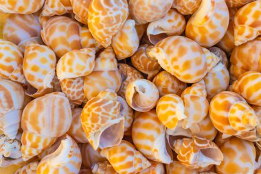 Piyasadaki hediyelik eşyalar için deniz kabukları, seçici bir odak noktası.