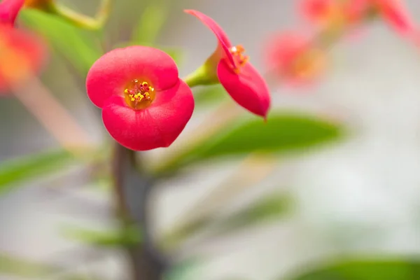 ユーフォルビアの花が閉じます コピースペースとぼやけた背景に自家製の赤い花の閉鎖 — ストック写真