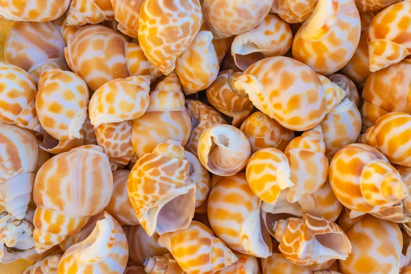 Piyasadaki hediyelik eşyalar için deniz kabukları, seçici bir odak noktası.