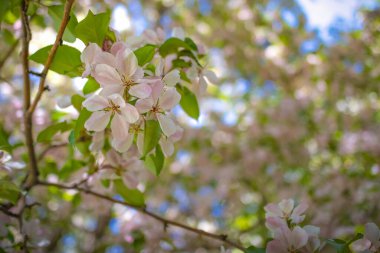 Güneşli bir günde yabani elma ağacı çiçekleri. Kapatın, arka plan bulanık.