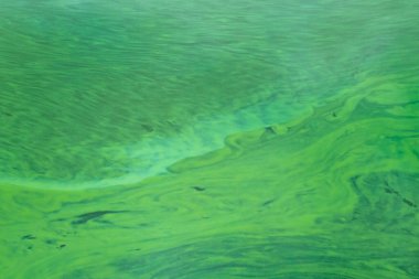 Gölette bataklık yeşili su. Soyut yeşil kütle arkaplanı, yumuşak odak.