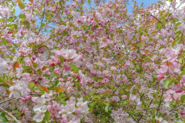 Güneşli bir günde, mavi gökyüzüne karşı ilkbaharda renk veren yabani elma ağacı.