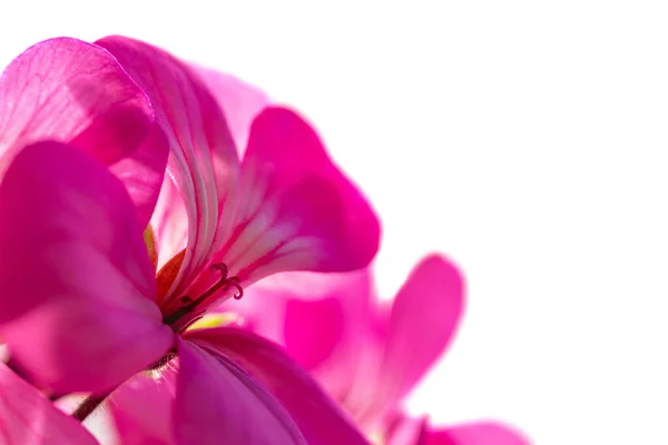 ゼラニウムの花を閉じる白い背景に サイドビューに隔離された 選択的焦点 デザイン — ストック写真