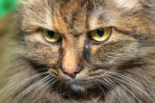 Cat Close Angry Emotion — Stock Photo, Image