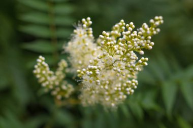 Meadowsweet (Filipendula ulmaria) çiçek açar, üst görünümü kapatır