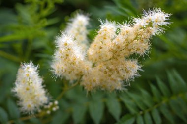 Meadowsweet (Filipendula ulmaria) çiçek açar, üst görünümü kapatır