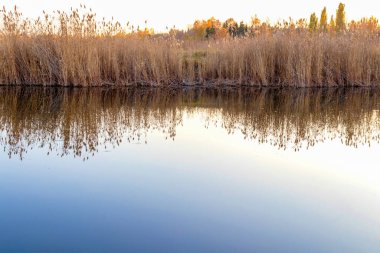 Sazlık çimenli güzel sakin bir akşam manzarası ve sakin bir gölün sonbaharda sakin sularında yansıması.