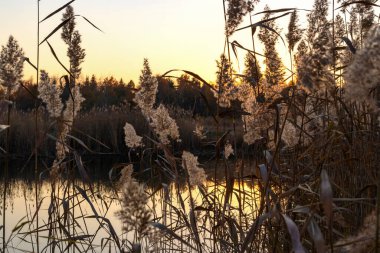Pofuduk sazlık çimenler akşam güneşinin arka planında ve uzakta ormanı olan bir göl.