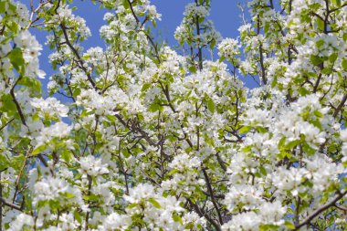 Güneşli bir günde mavi gökyüzüne karşı ilkbaharda açan vahşi bir elma ağacının dalları